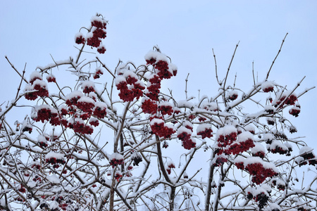 用红色浆果和雪的小白莓布什