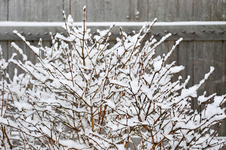 冬天雪下的茉莉花灌木图片