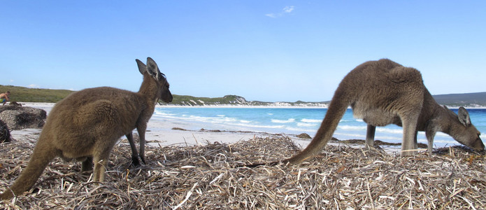 懒坐在内陆地区，澳大利亚的袋鼠