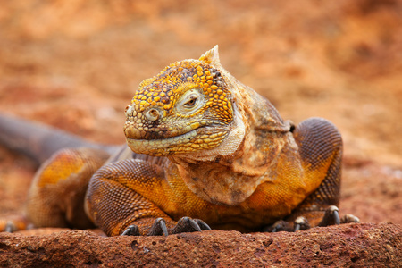 加拉帕戈国立北西摩岛上的加拉帕戈土地鬣蜥