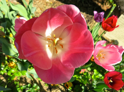 郁金香花特写