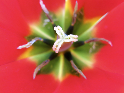 郁金香花特写