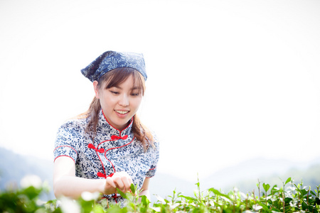 亚洲种植园采茶的漂亮女孩