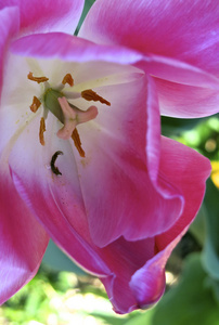 郁金香花特写