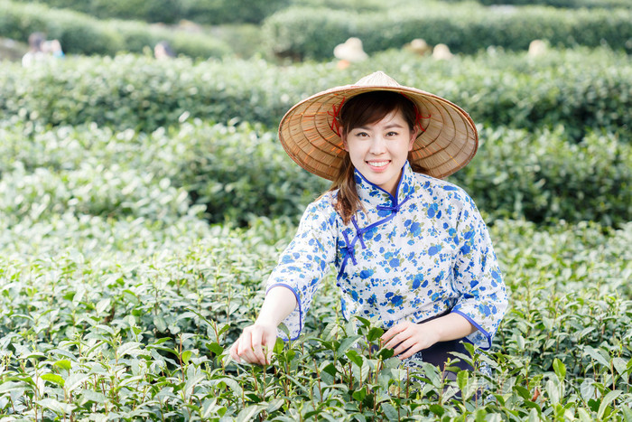 亚洲种植园采茶的漂亮女孩