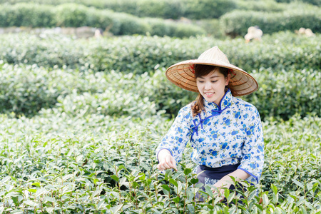 亚洲种植园采茶的漂亮女孩图片