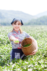 亚洲种植园采茶的漂亮女孩图片