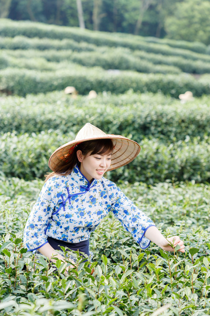 亚洲种植园采茶的漂亮女孩