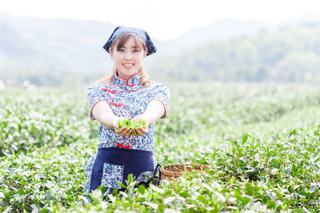 亚洲种植园采茶的漂亮女孩图片