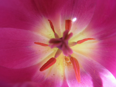 郁金香花特写