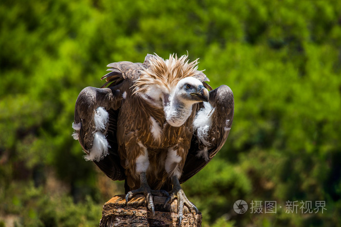 狮鹫兀鹫猛禽