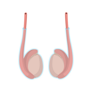 睾丸卡通图标