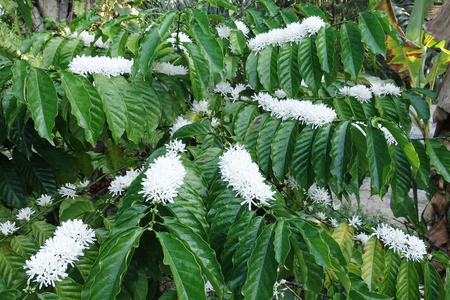 咖啡树底，白色花的花