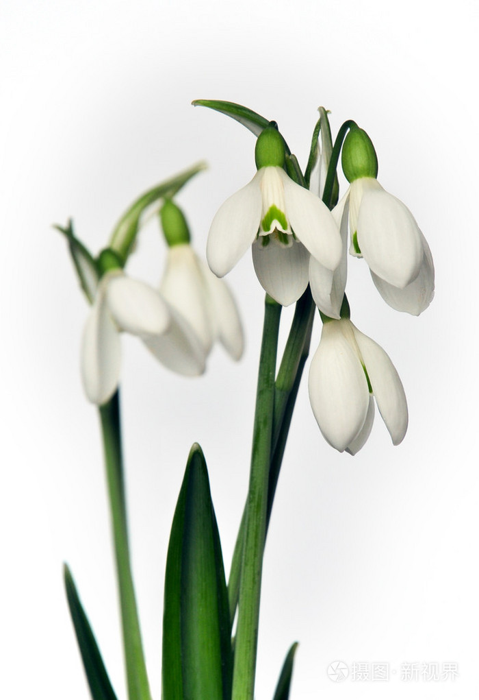 白色背景上的雪莲花花