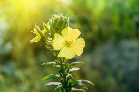 黄色的野花 Verbascum 龙葵