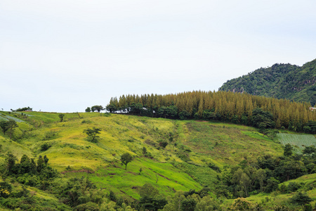 山道与绿树