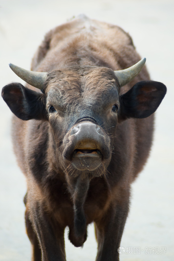 在白色背景上牛的头部特写