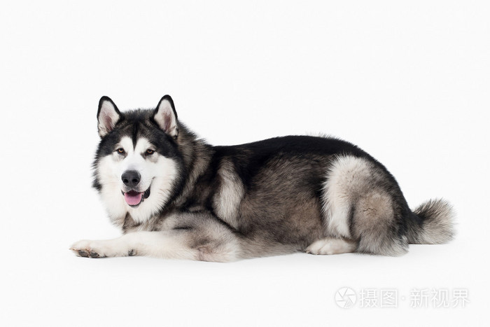 狗 阿拉斯加雪橇犬在白色背景上照片 正版商用图片1lt0re 摄图新视界