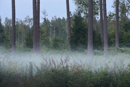 雾松树林
