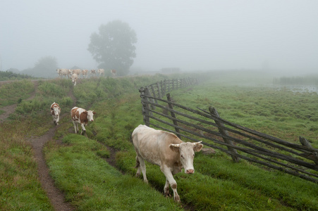 一群牛在农村的草地上图片