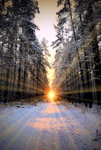 冬季森林阳光