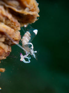 上虾仁海葵小丑鱼小丑海葵虾太平洋的小丑海葵虾红色小丑鱼在海葵虾在