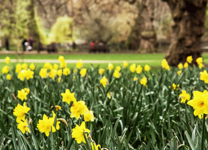 春天黄色水仙花在圣詹姆斯的公园, 伦敦, 伟大