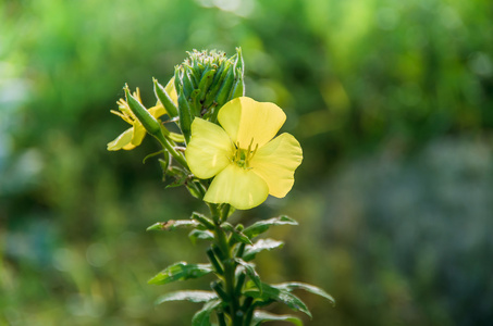 黄色的野花 Verbascum 龙葵