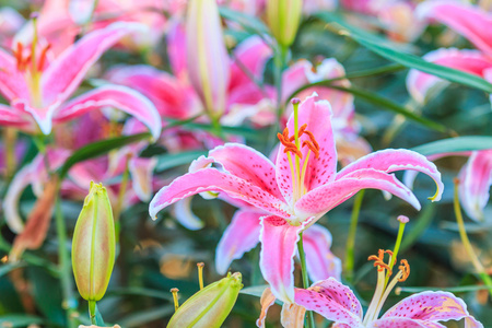 粉色百合鲜花