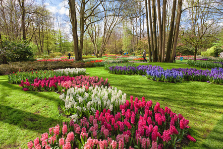 在荷兰的春季花园库肯霍夫的七彩春天的花朵
