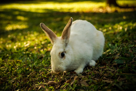 小白兔走在林间空地