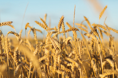 金色的成熟小麦领域背景，副本空间