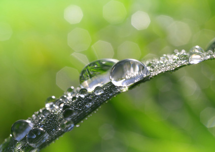 新鲜青草与露水降特写图片