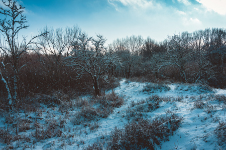 冬季傍晚森林中的雪清除图片