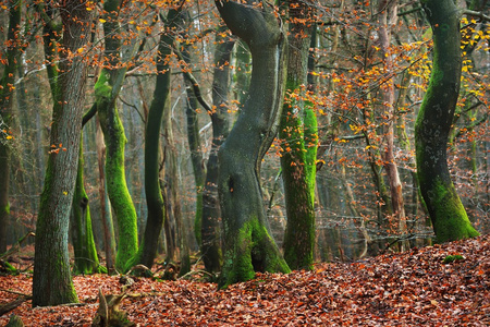 秋天的树林在荷兰