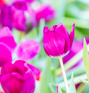 郁金香花开