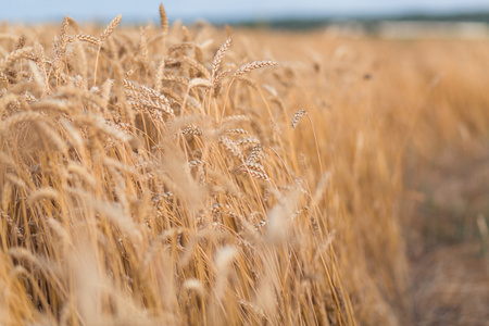 金色的成熟小麦领域背景，副本空间