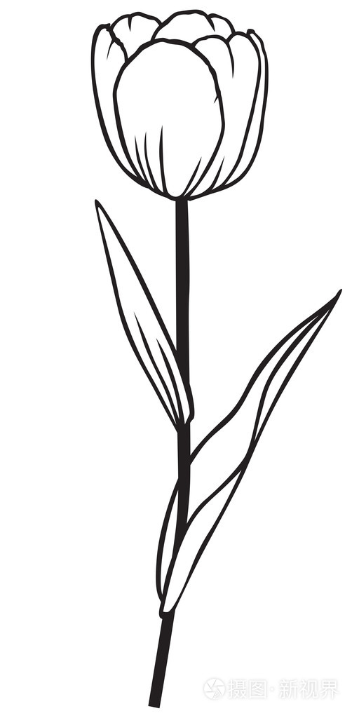 轮廓的郁金香花