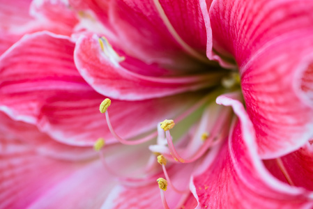 百合花与柔软的花