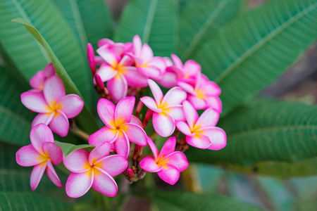 粉红色梅香鲜花