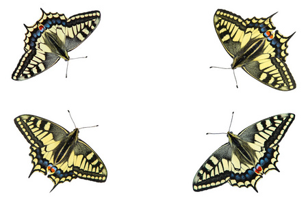 蝴蝶在白色的背景照片 5