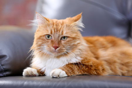 大美丽红猫图片