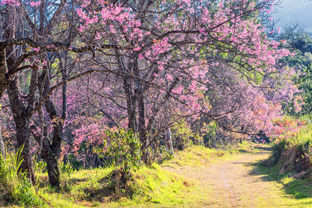 野生喜马拉雅山樱桃花图片
