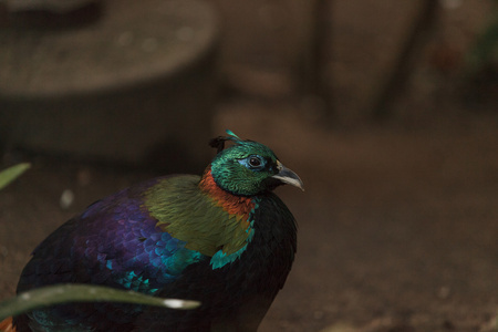 喜马拉雅山虹雉鸟
