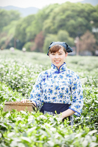 亚洲种植园采茶的漂亮女孩图片