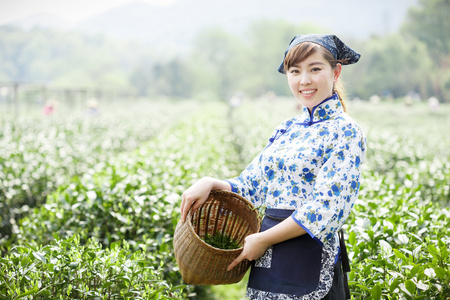 亚洲种植园采茶的漂亮女孩图片