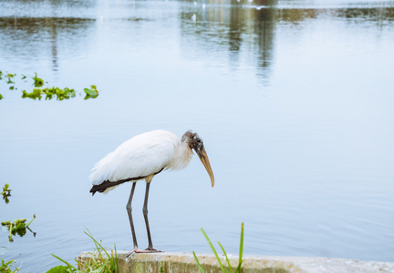 放松在湖上的白木鹳鸟在冬天