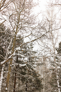 树木覆盖着雪