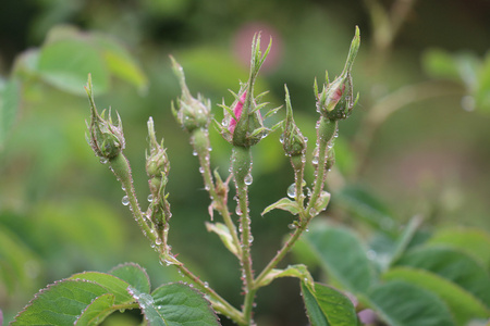 玫瑰花蕾关闭