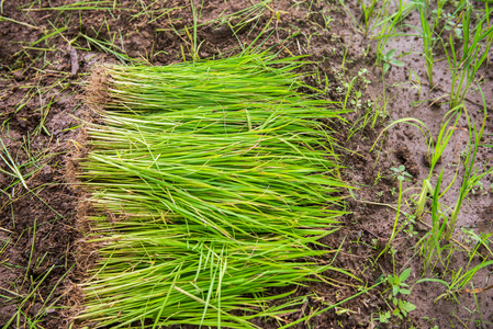 水田和年轻大米树照片
